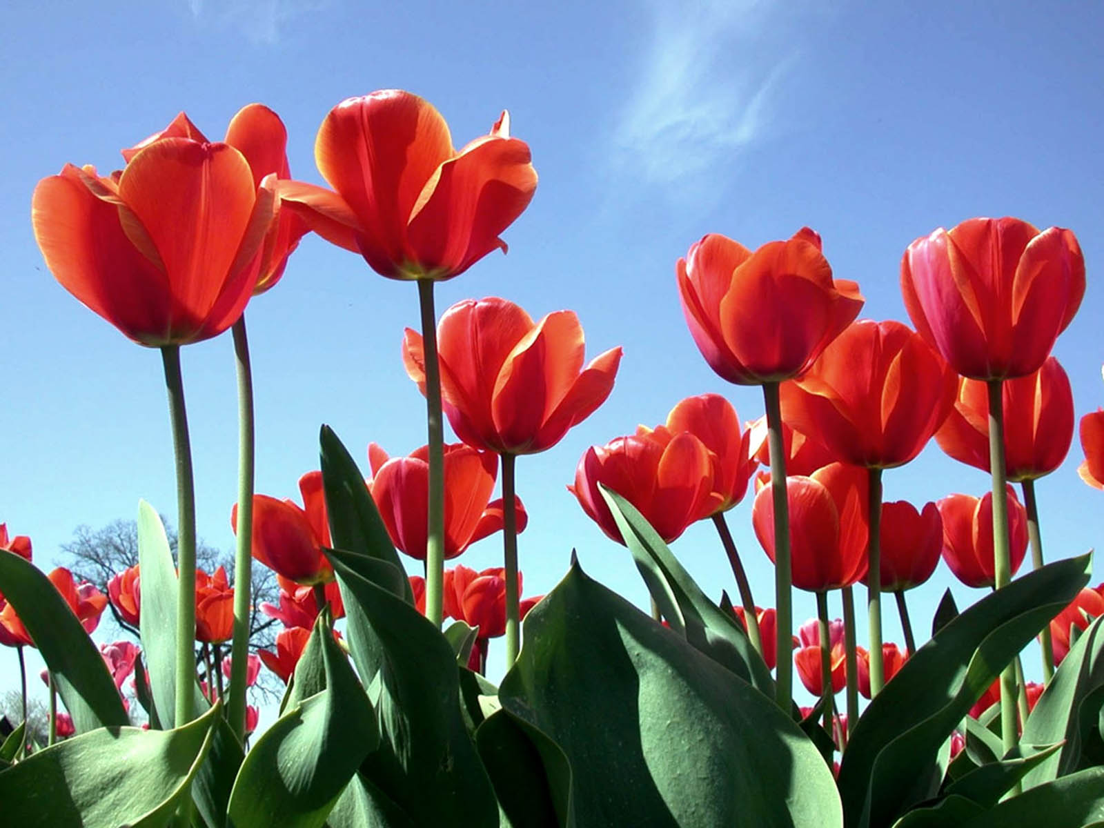 Wallpaper Red Tulips