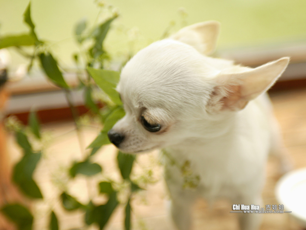 Chihuahua Puppy Wallpaper Pictures No