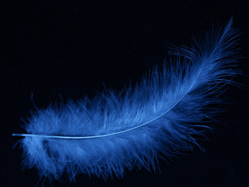 Blue Feather Wallpaper