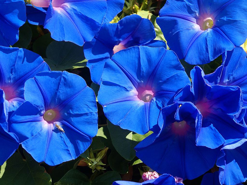 Blue Bell Flower Wallpaper Down