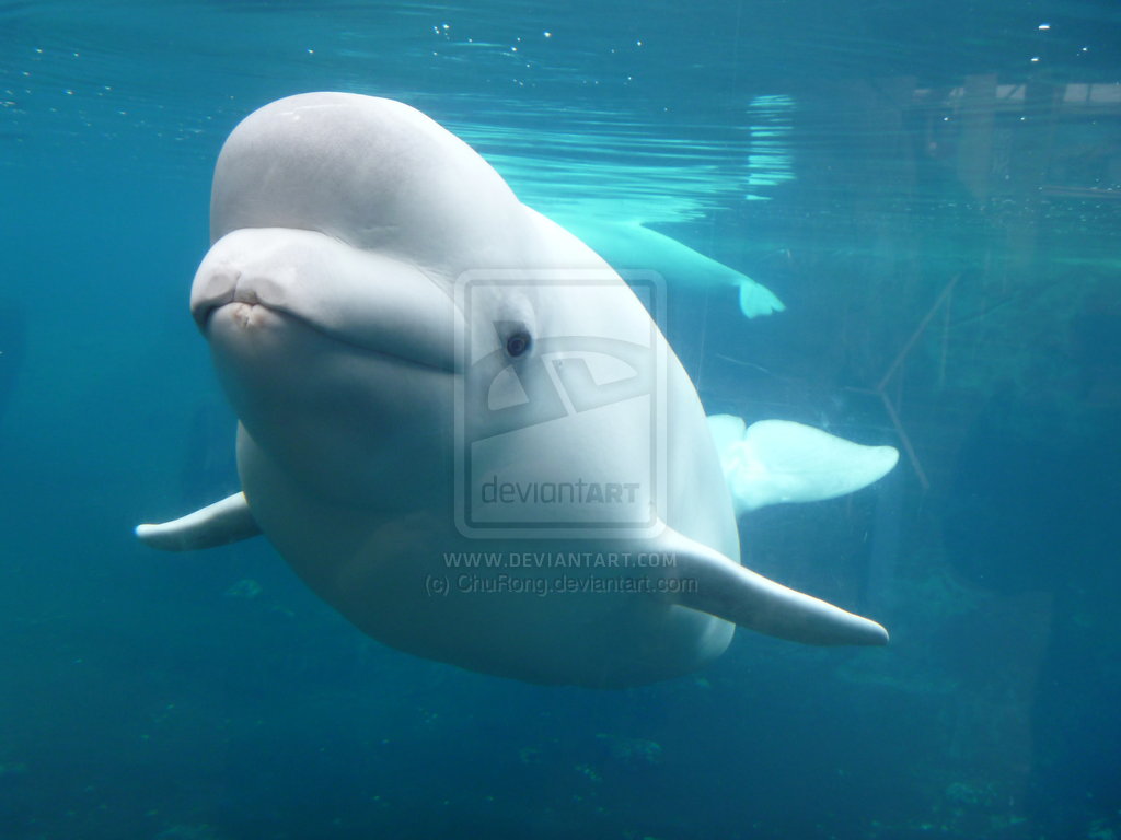 Beluga Whale By Churong