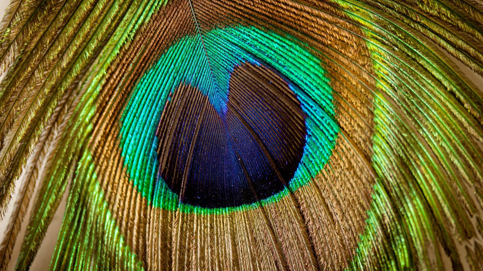 Desktop Peacock Feathers HD Wallpaper