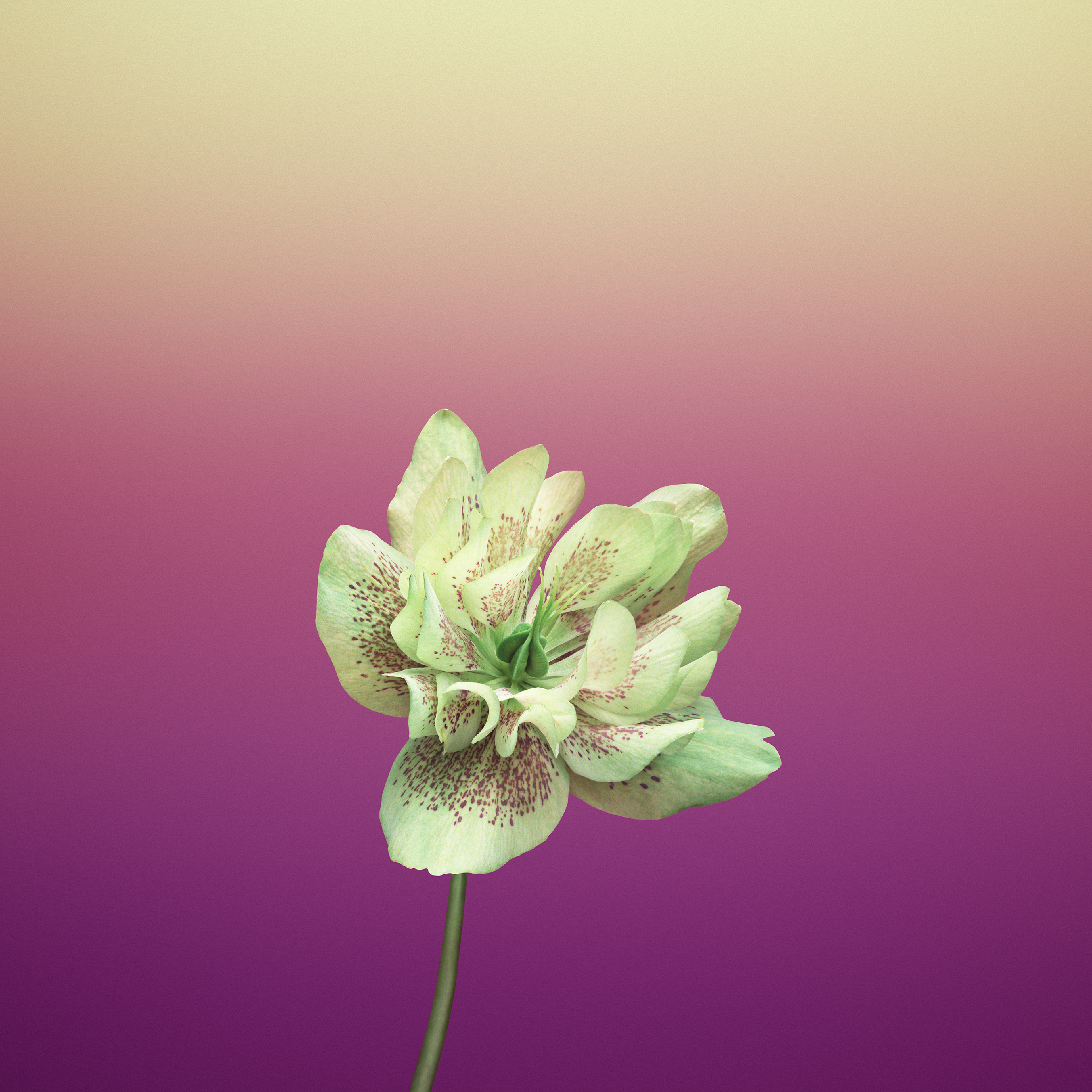 Apple iPhone Wallpaper Flowers