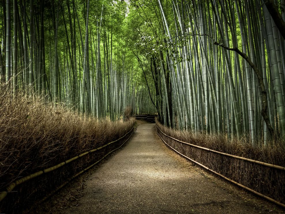 Bamboo Forest Photo Nature Wallpaper National Geographic Of