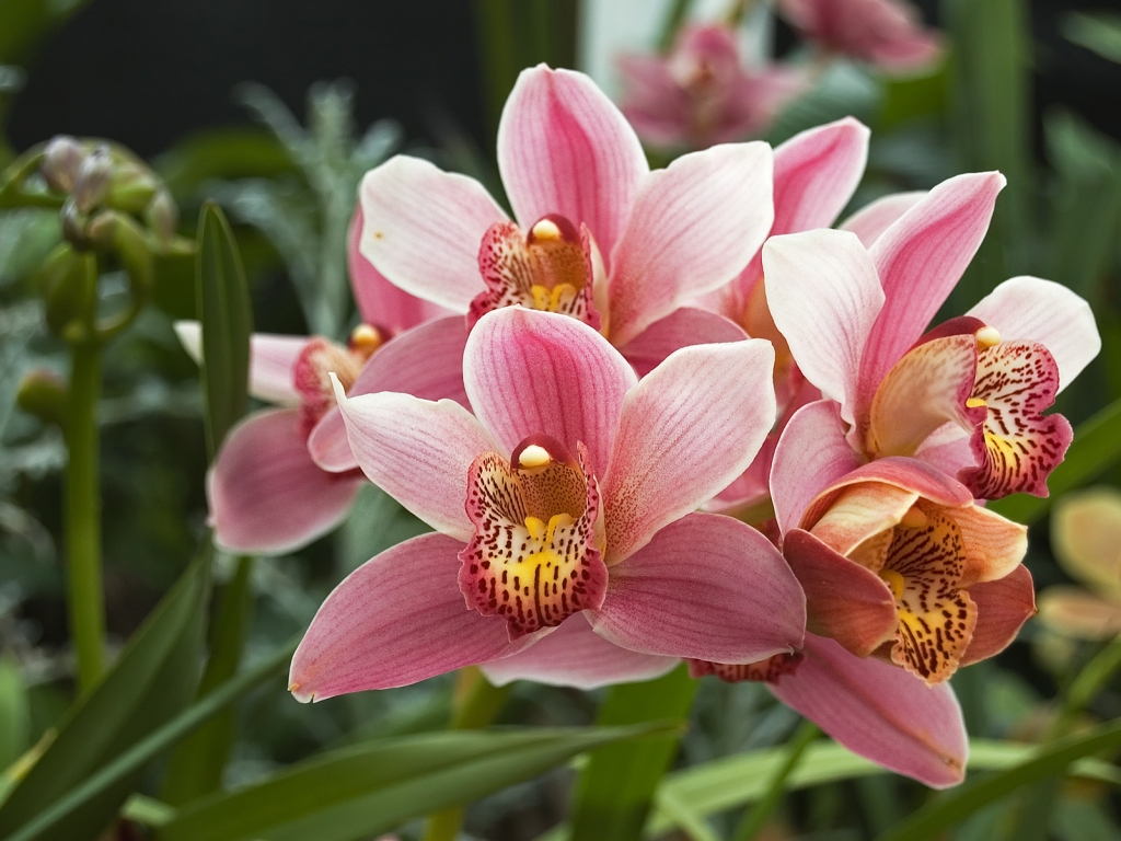 Orchid Wallpaper Phalaenopsis