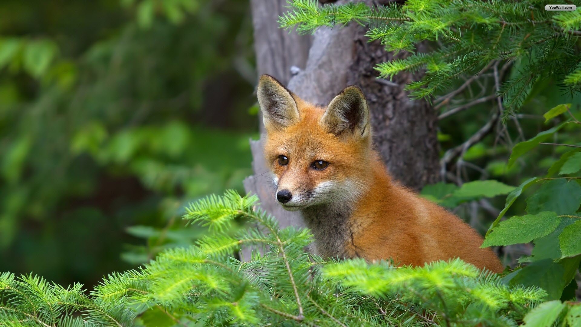Red Foxes Animal Quotes