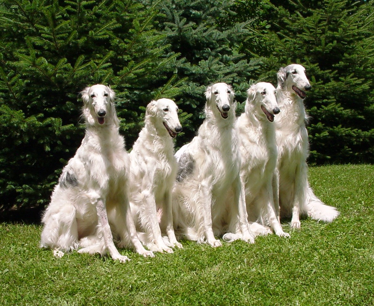White Borzoi Dogs Photo And Wallpaper Beautiful