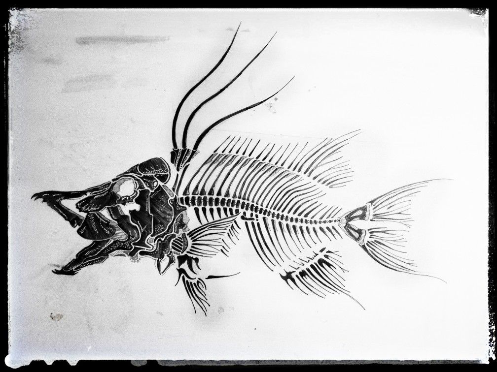 Hogfish Tattoo Concept Madison Art Fish Skeleton Tattoos