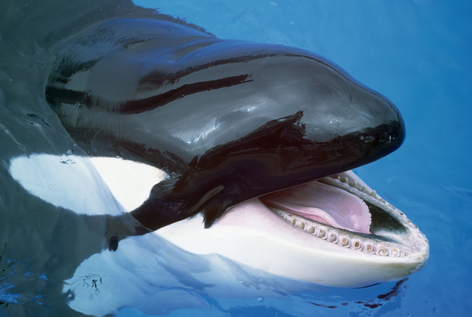 Dangerous Whale Fish HD Wallpaper Top Animals