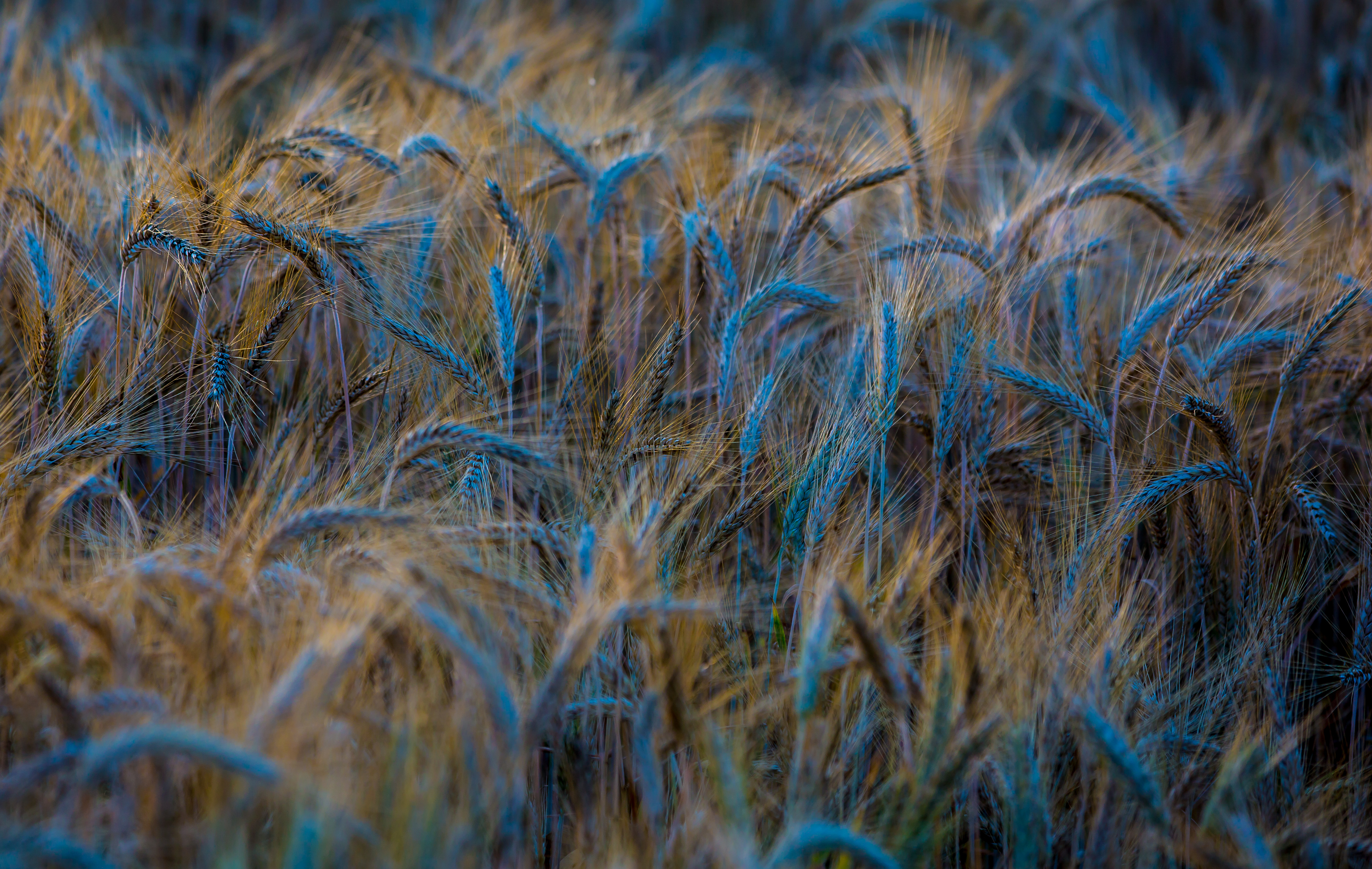 Image Wheat Nature Spike Fields Many