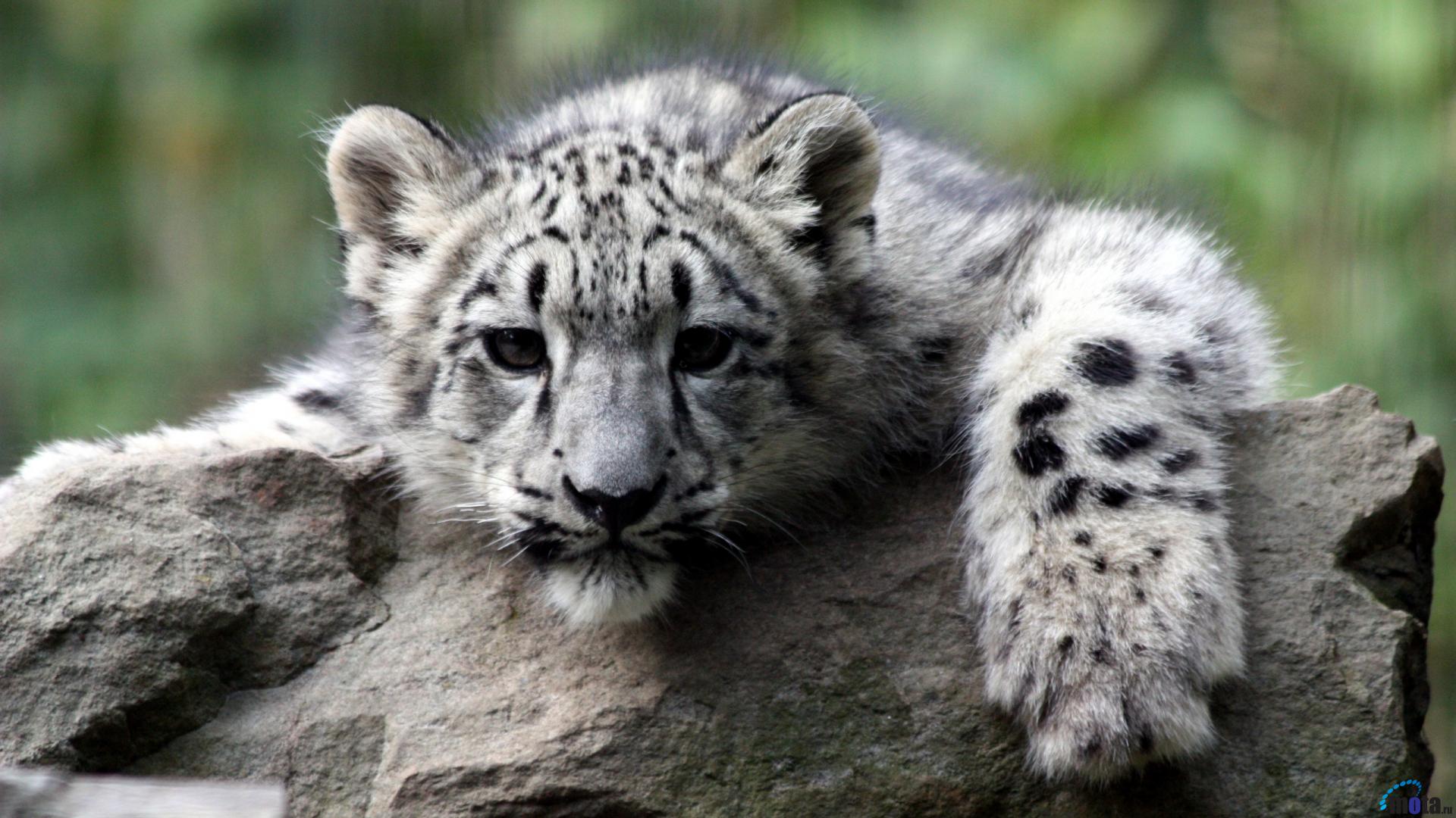 Wallpaper Snow Leopard Cub X HDtv 1080p Desktop