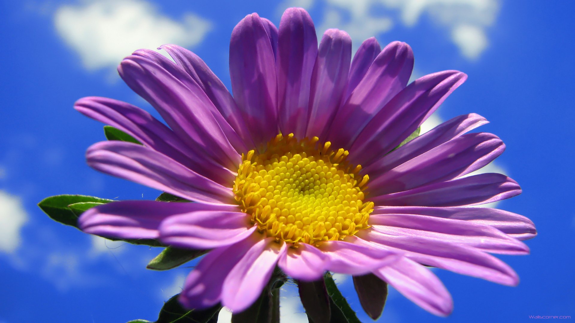 Spring Purple Flower Beautiful Blue Daisy Wallpaper
