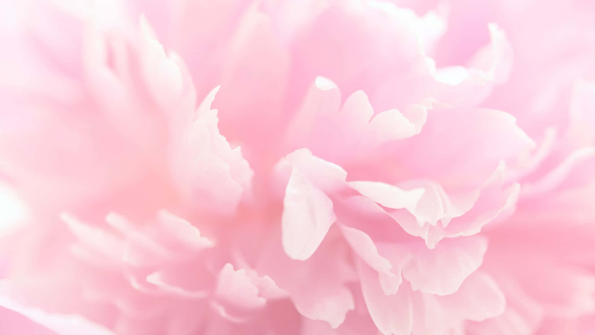 Aesthetic Computer Light Pink Wallpaper