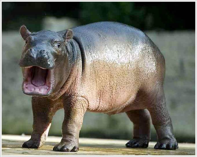Baby Hippo Born In Berlin Zoo Cool Pictures Funny Image Show