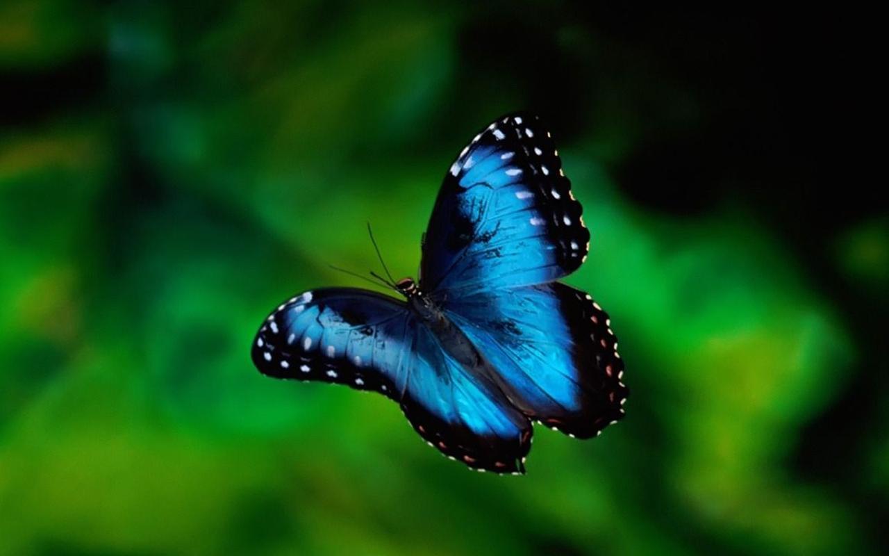 Magic Butterflies Live Wallpaper Get Your Cool Now