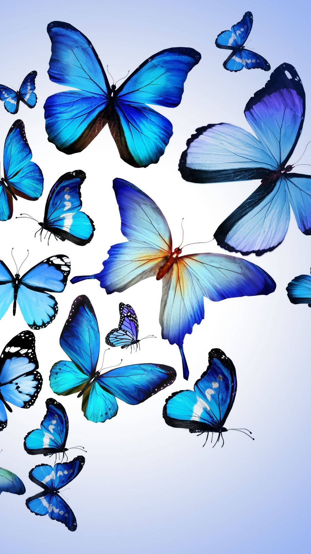 Blue Butterflies Wallpaper iPhone