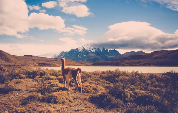 Wallpaper Mountains Animal Wool Lama For Mobile And Desktop Section