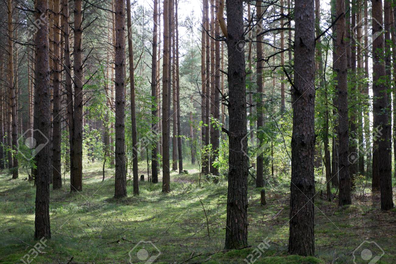 Dark Forest Background Karelia Trees Stock Photo Picture