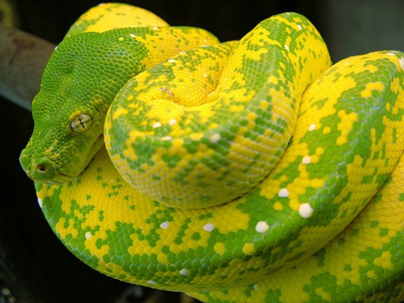High Yellow Green Tree Python Wallpaper