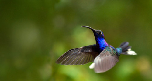 Bing S Top Beautiful Bird Desktop Background