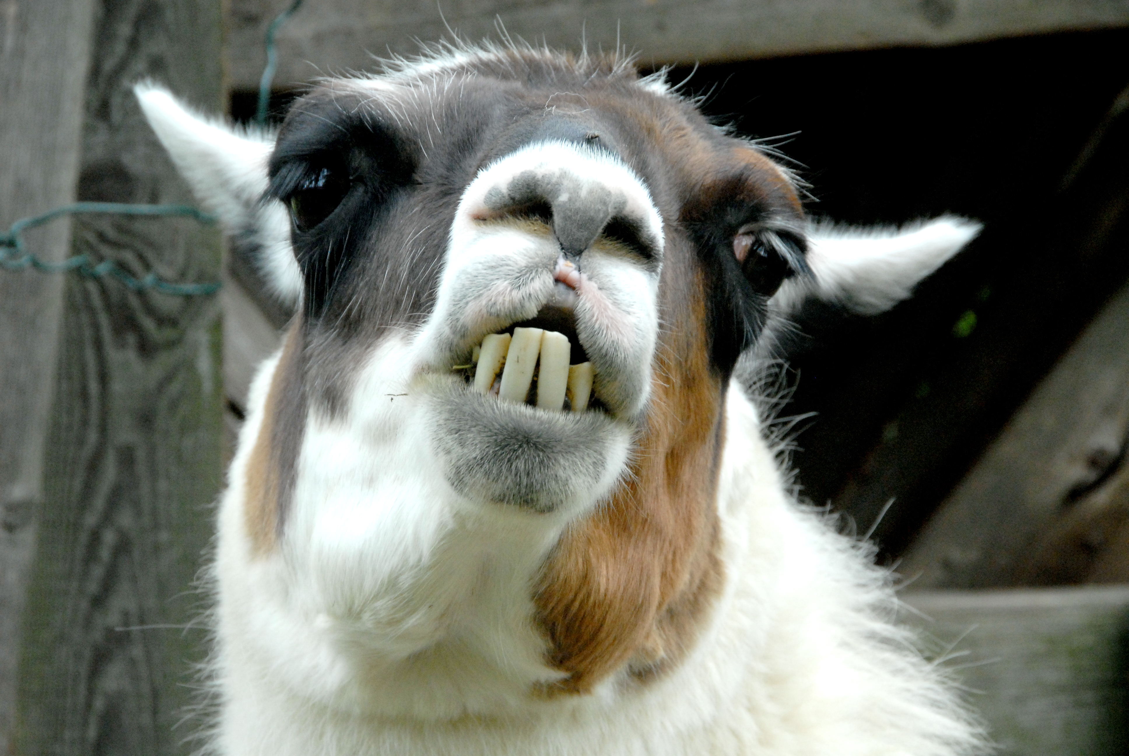 Lama Wallpaper Animal Hq Picture