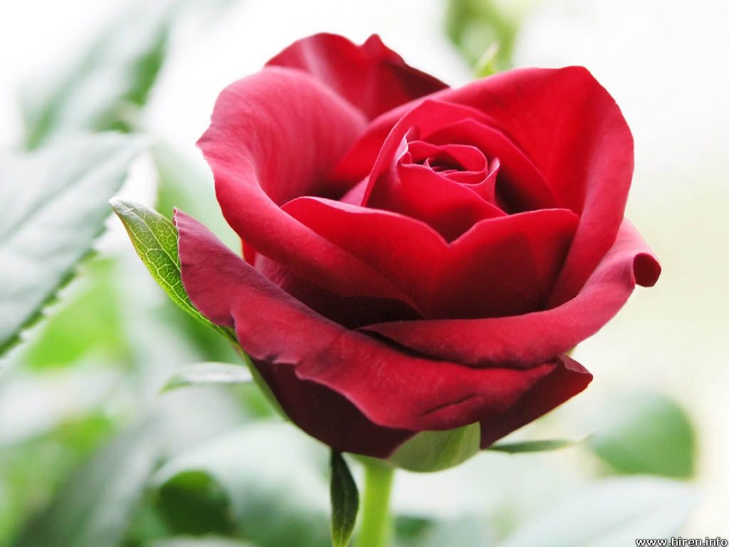 Beautiful Red Roses Wallpaper Rose