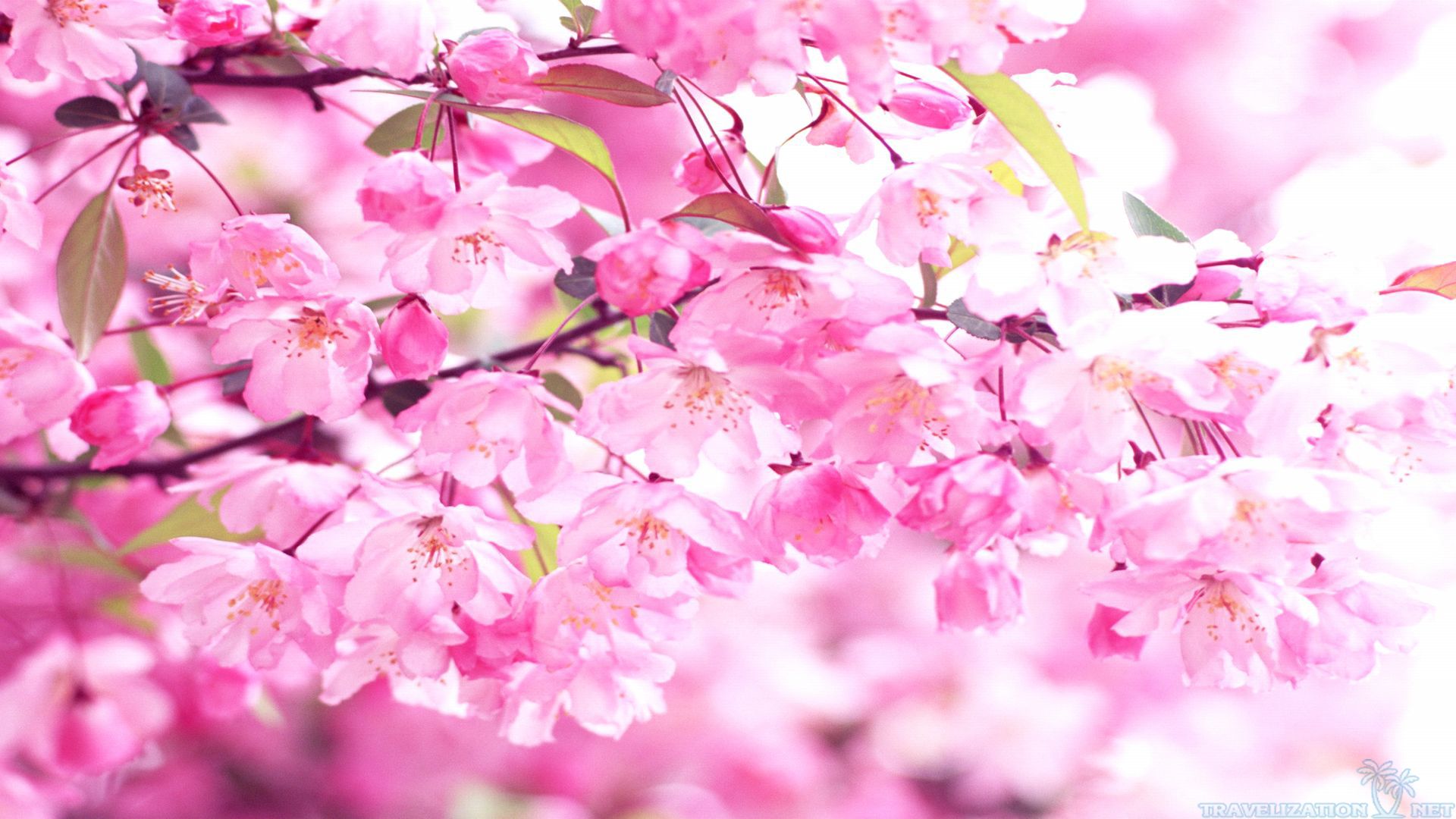 Pink Cherry Blossom Wallpaper Hd