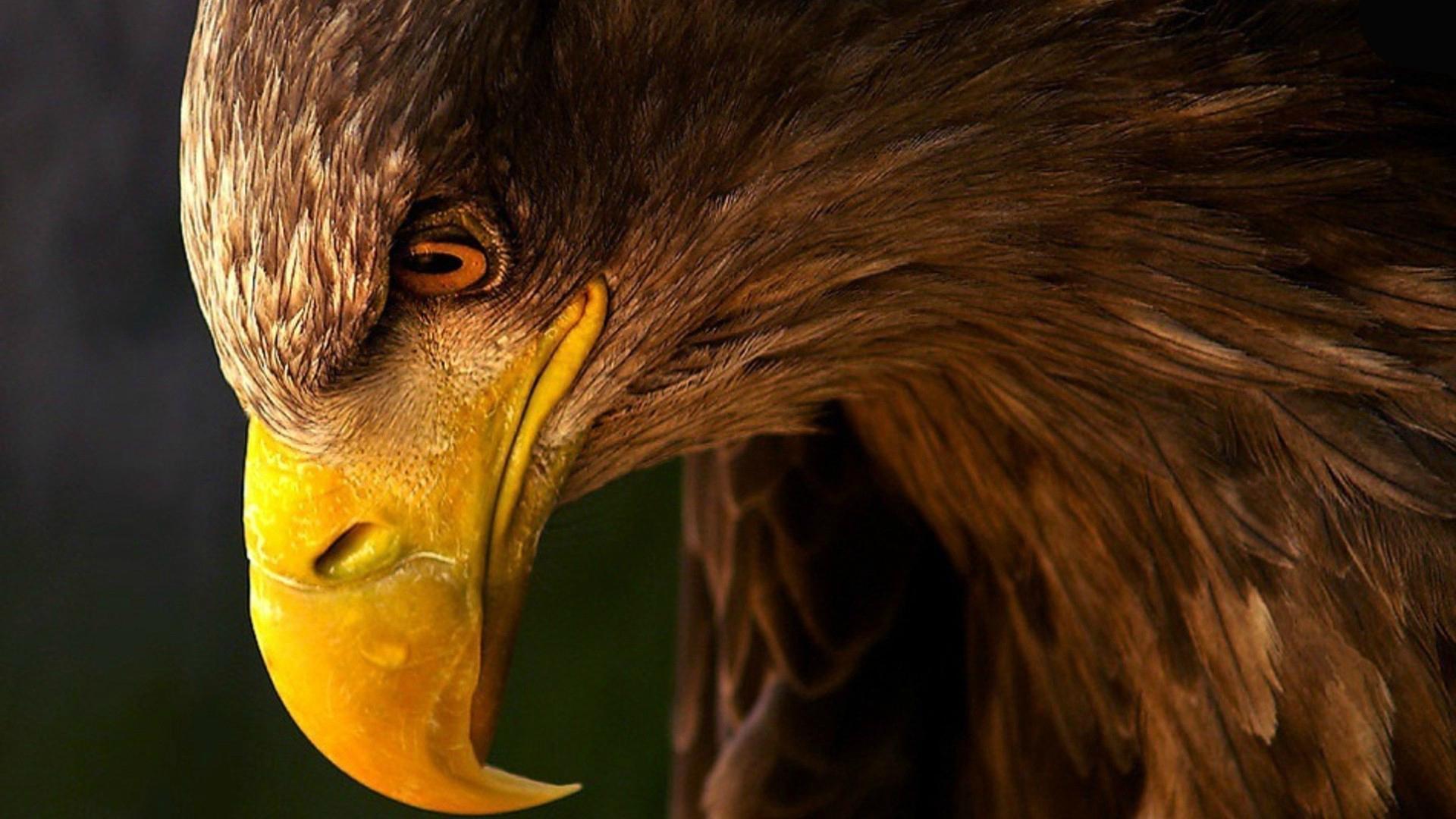 Eagle Wallpaper