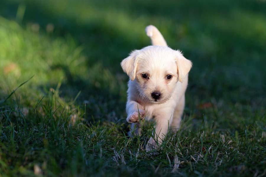Private Puppy Training Wallpaper
