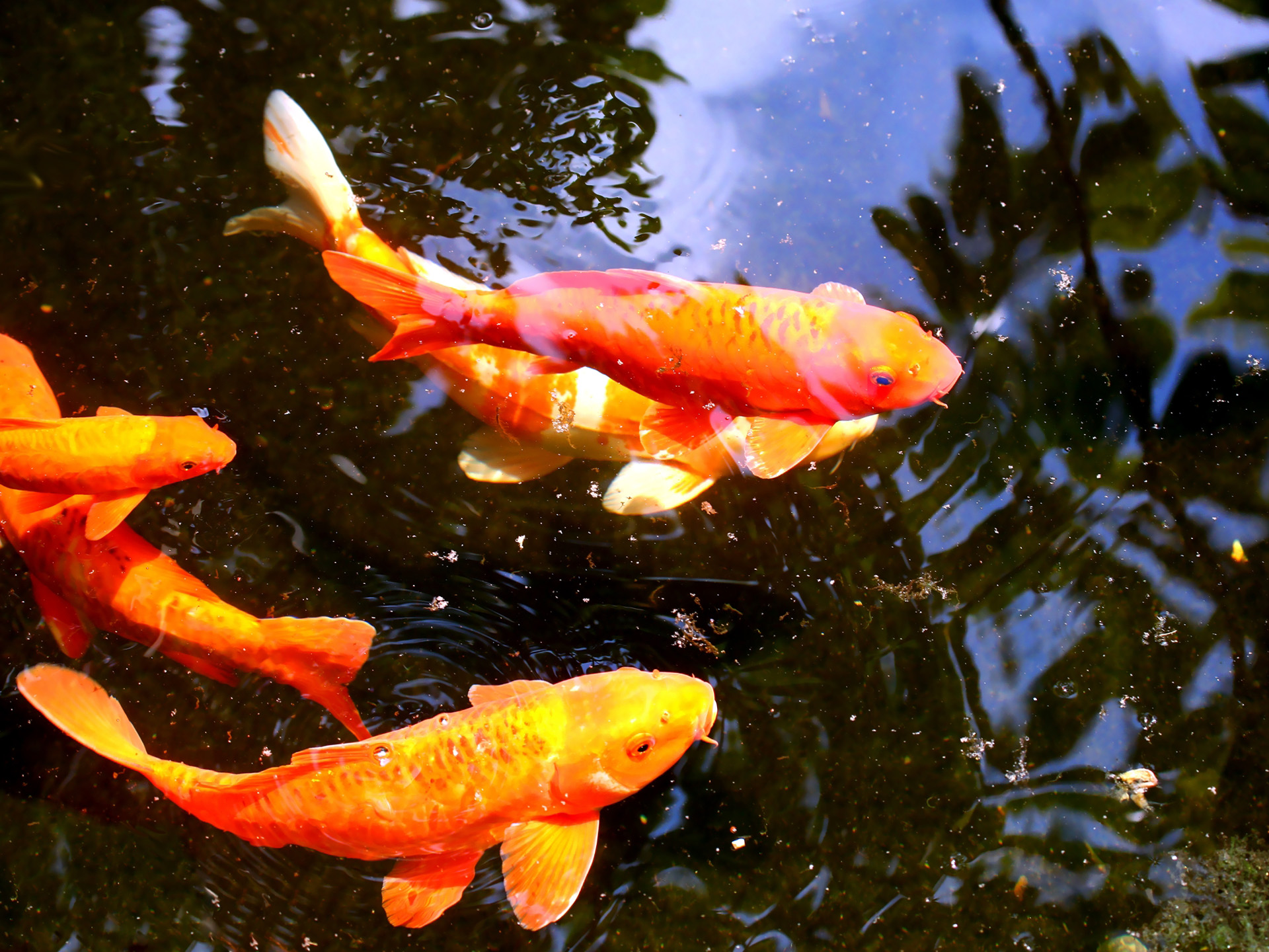 [34+] HD Koi Fish Wallpaper - WallpaperSafari