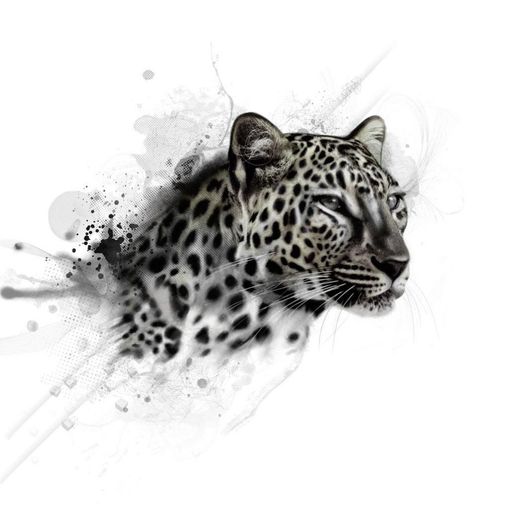 Black Leopard Background Wallpaper HD