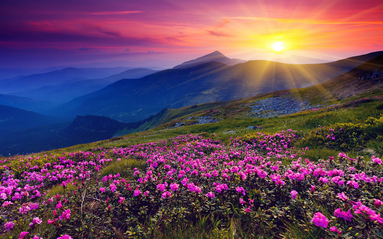 Purple Flowers Sunset Photography Wallpaper Landscape