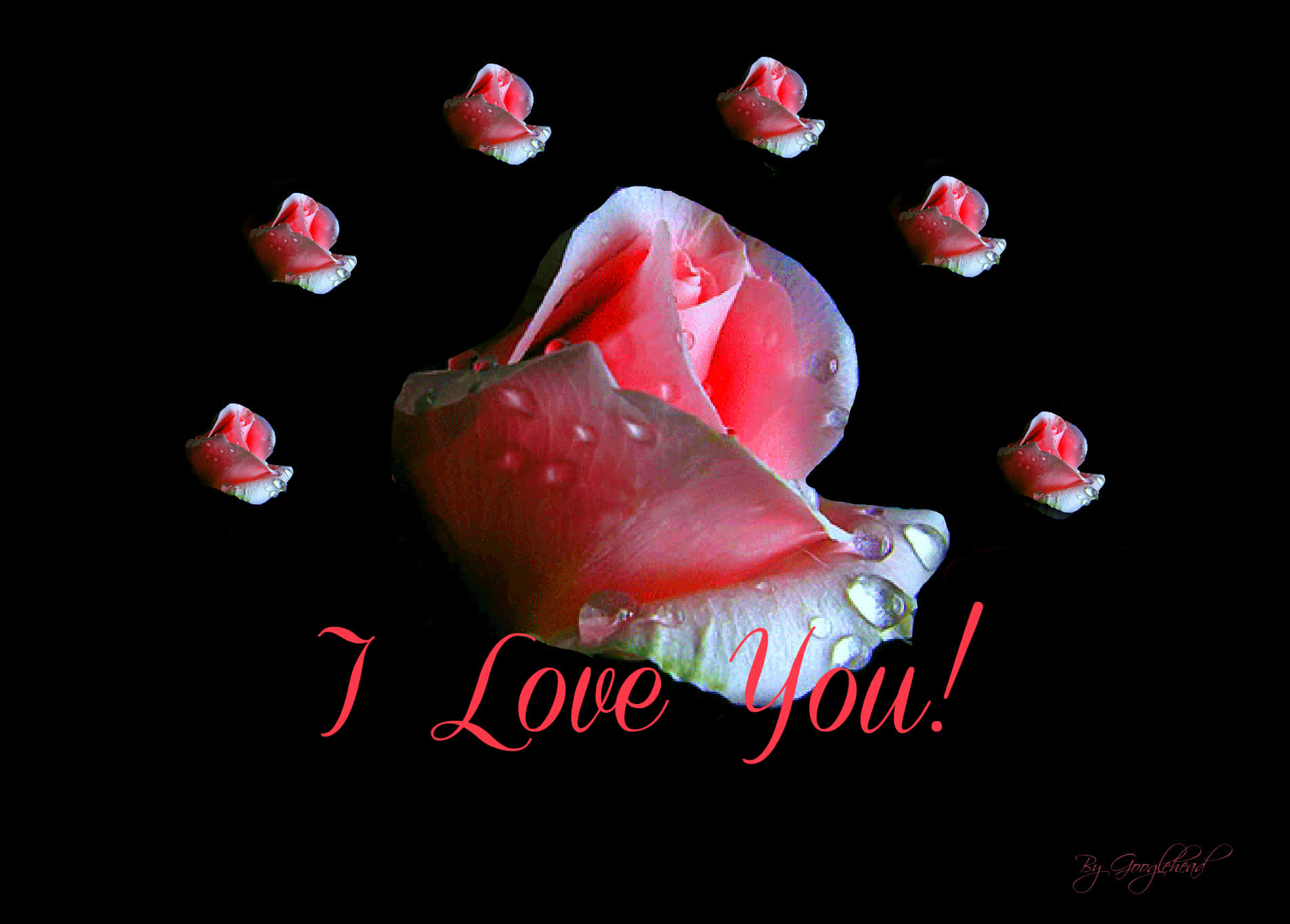 Love Rose Gif Wallpaper