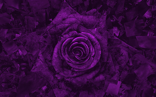 User Cell Phone Wallpaper Purple Rose