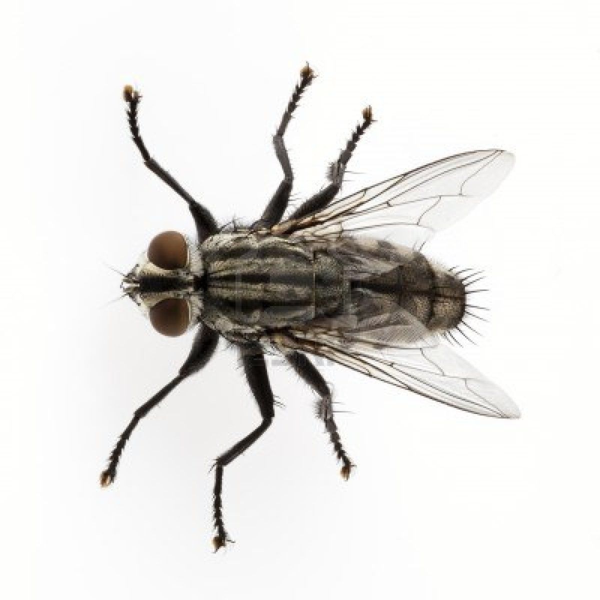 Stock Photo White Background Species