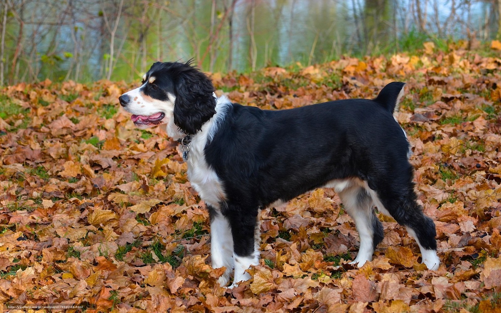 Download Wallpaper Dog Autumn Leaves Free Desktop The