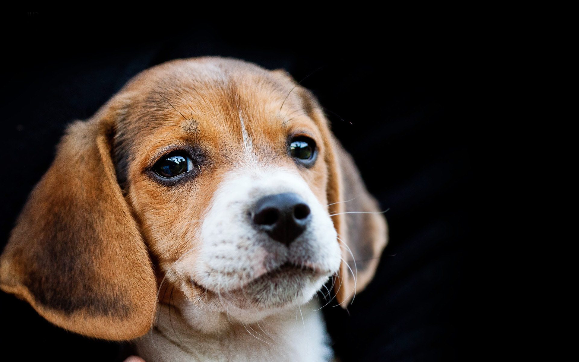 Beagle Funny HD Funny 4k Wallpapers Images Backgrounds Photos and  Pictures