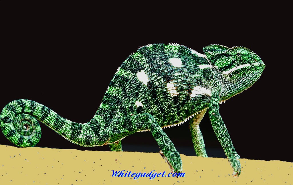 Chameleon Wallpaper