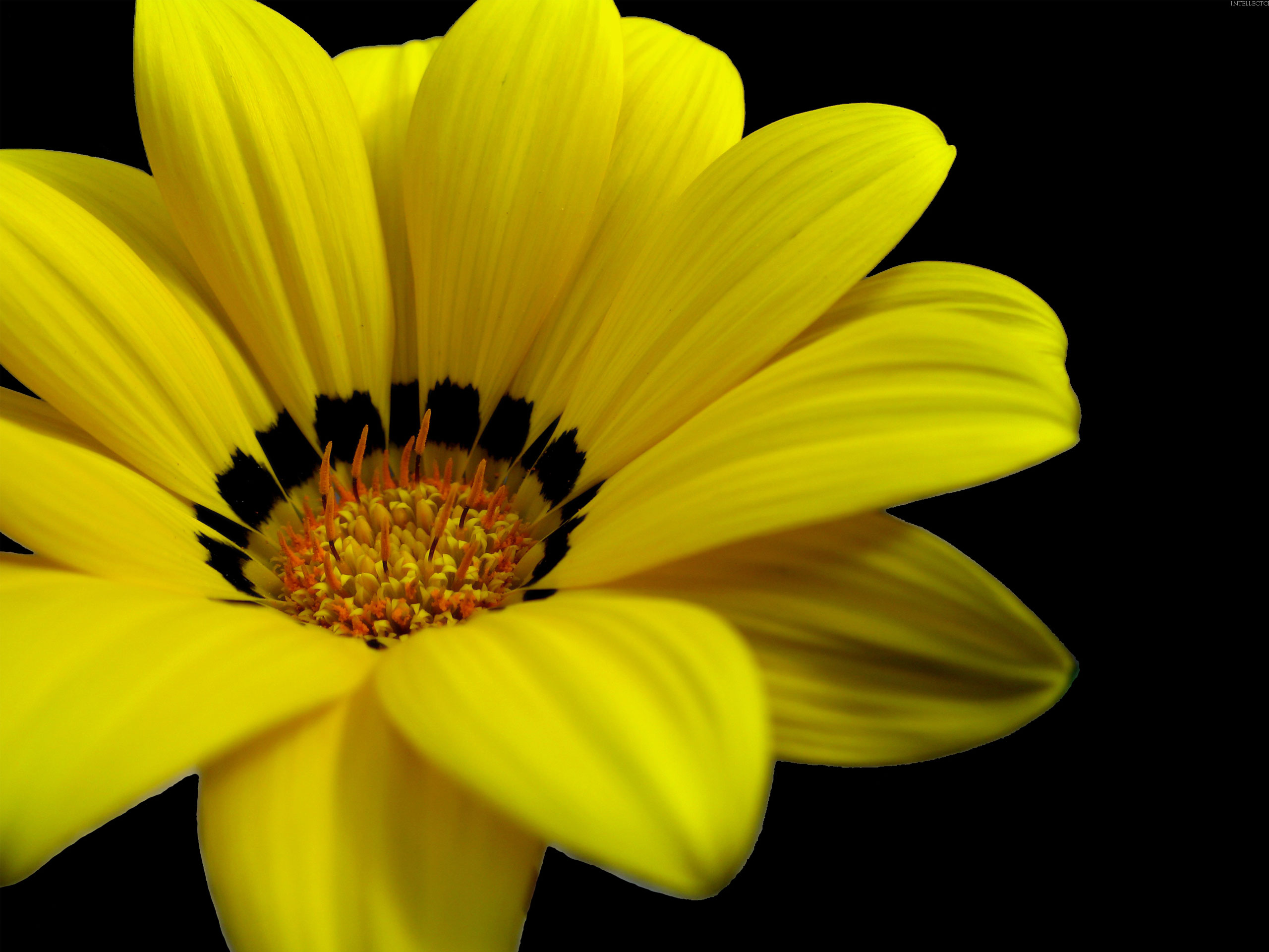 Flowers Wallpapers HD Wallpapers Widescreen great yellow flower