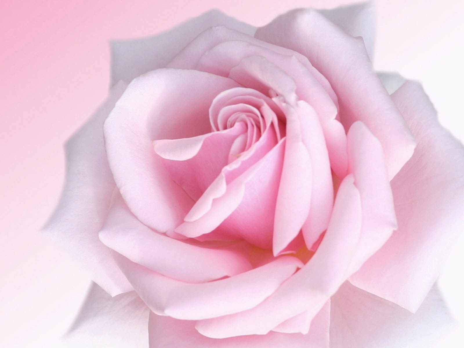 The Pink Rose Wallpaper Desktop