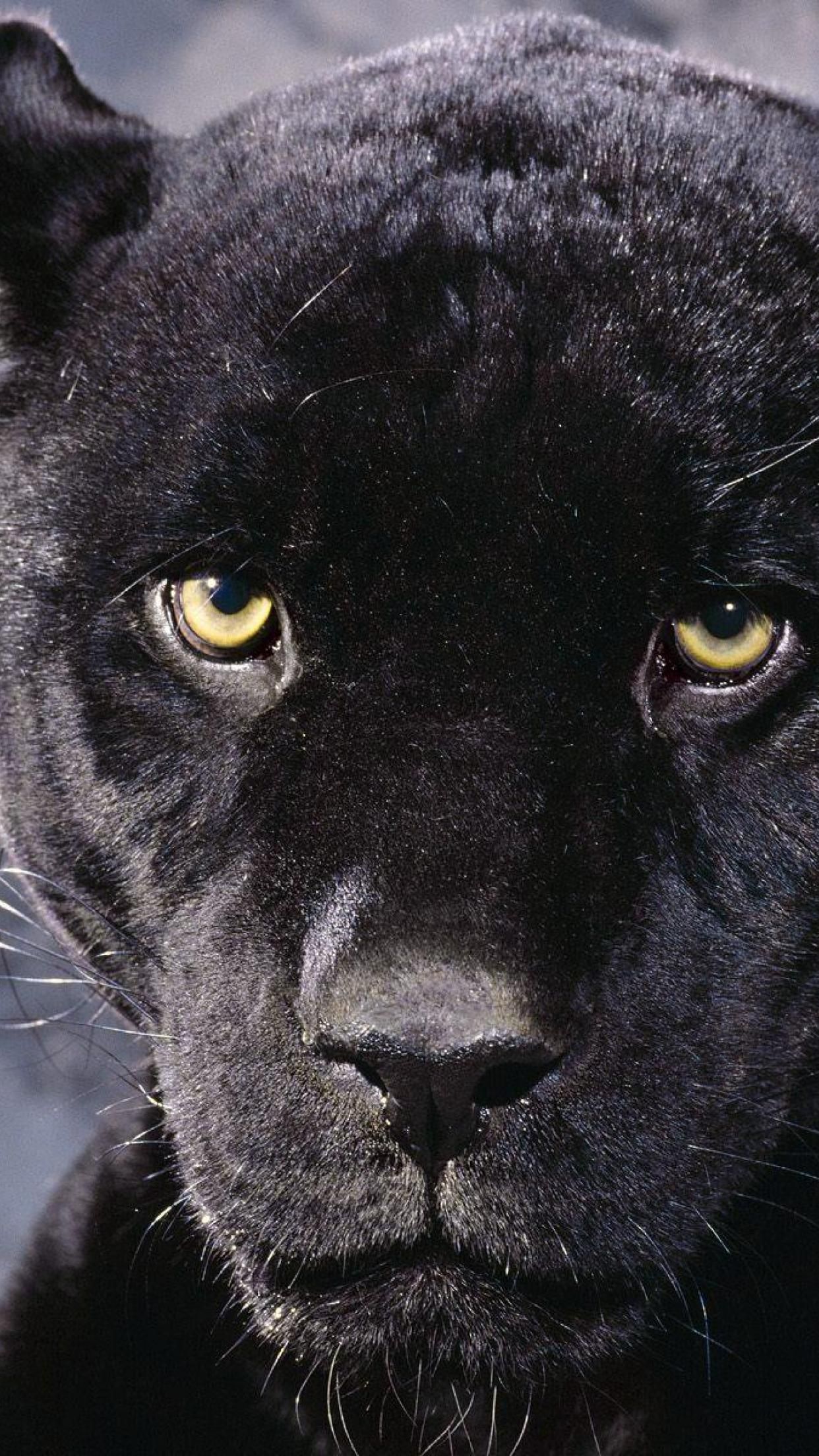 Cool Black Panther iPhone Wallpaper For Your Desktop With