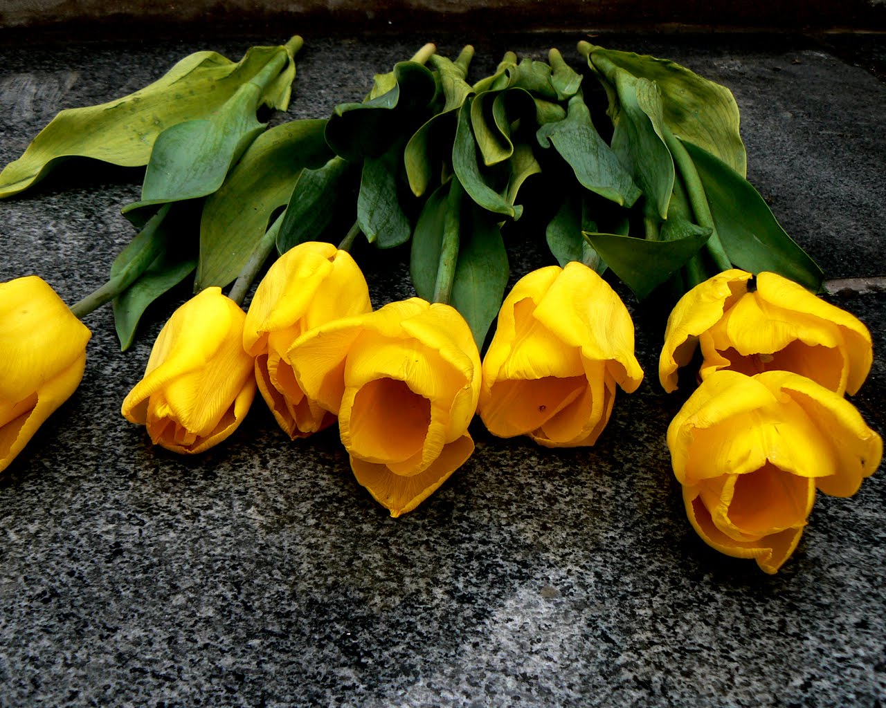 Yellow Tulips Wallpaper HD Desktop