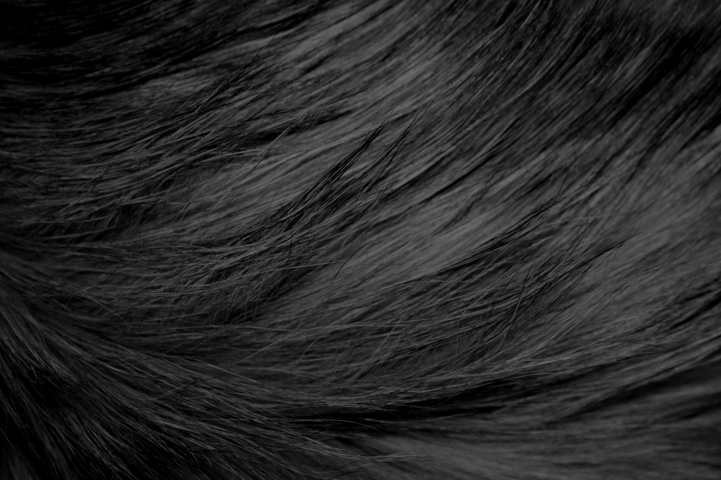 Long Haired Black Cat Fur Texture Picture Photograph Photos