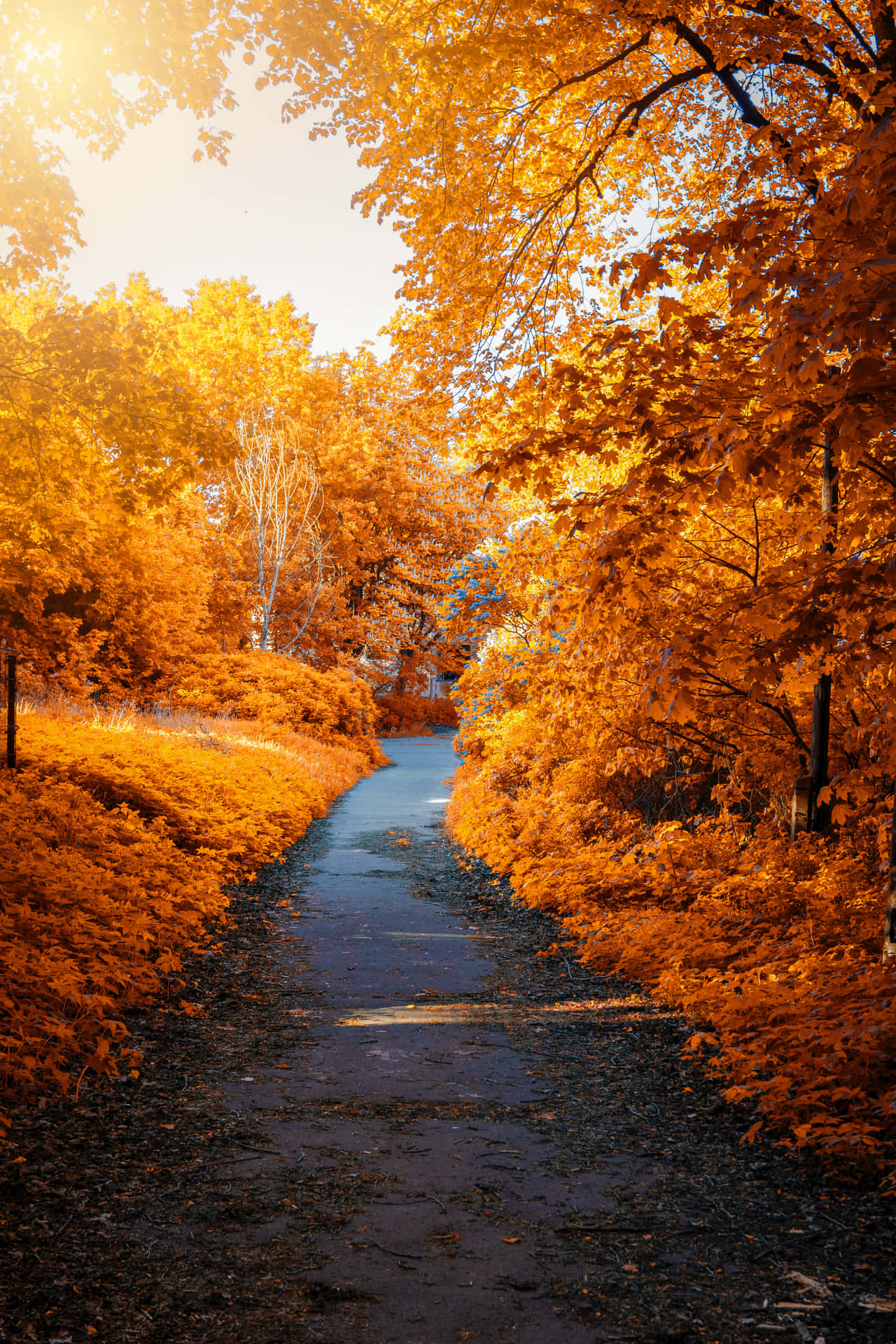 Fall Wallpaper