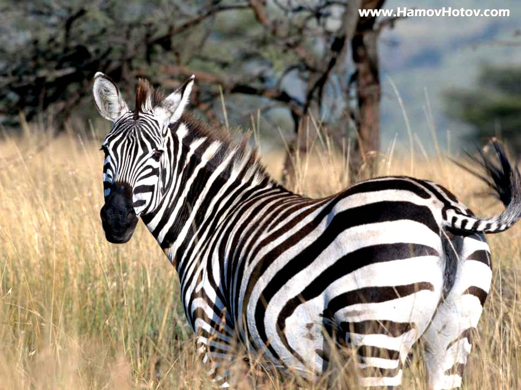 Zebra Wallpaper Clickandseeworld Is All About Funny