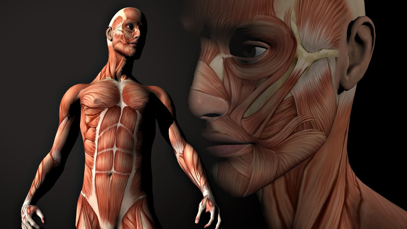 Human Body Wallpaper Images Pictures   Becuo