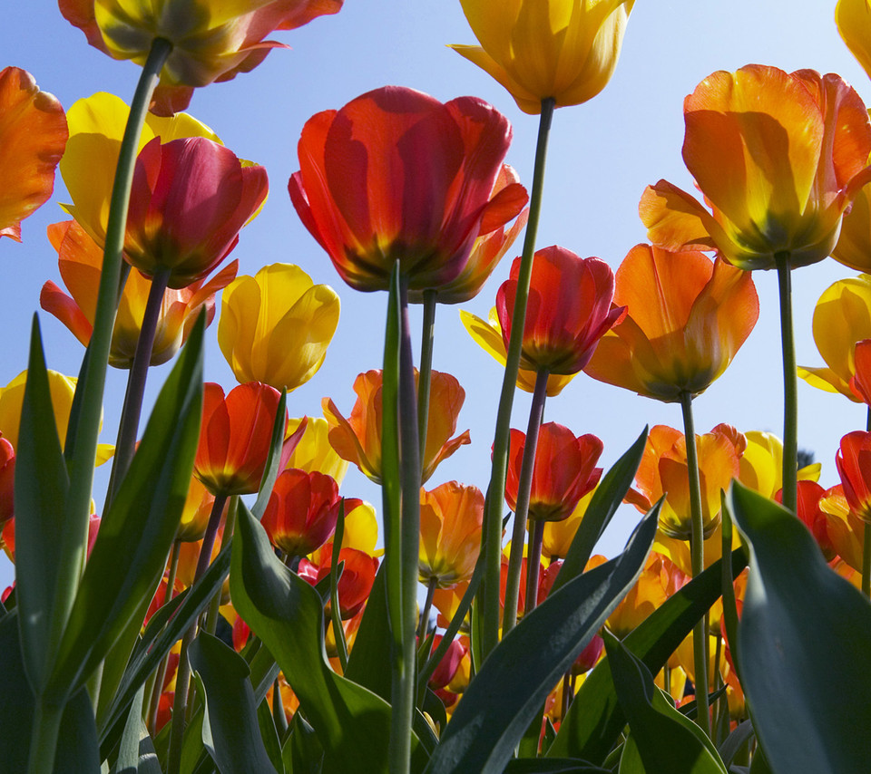Flowers For Flower Lovers Tulip HD Desktop Wallpaper