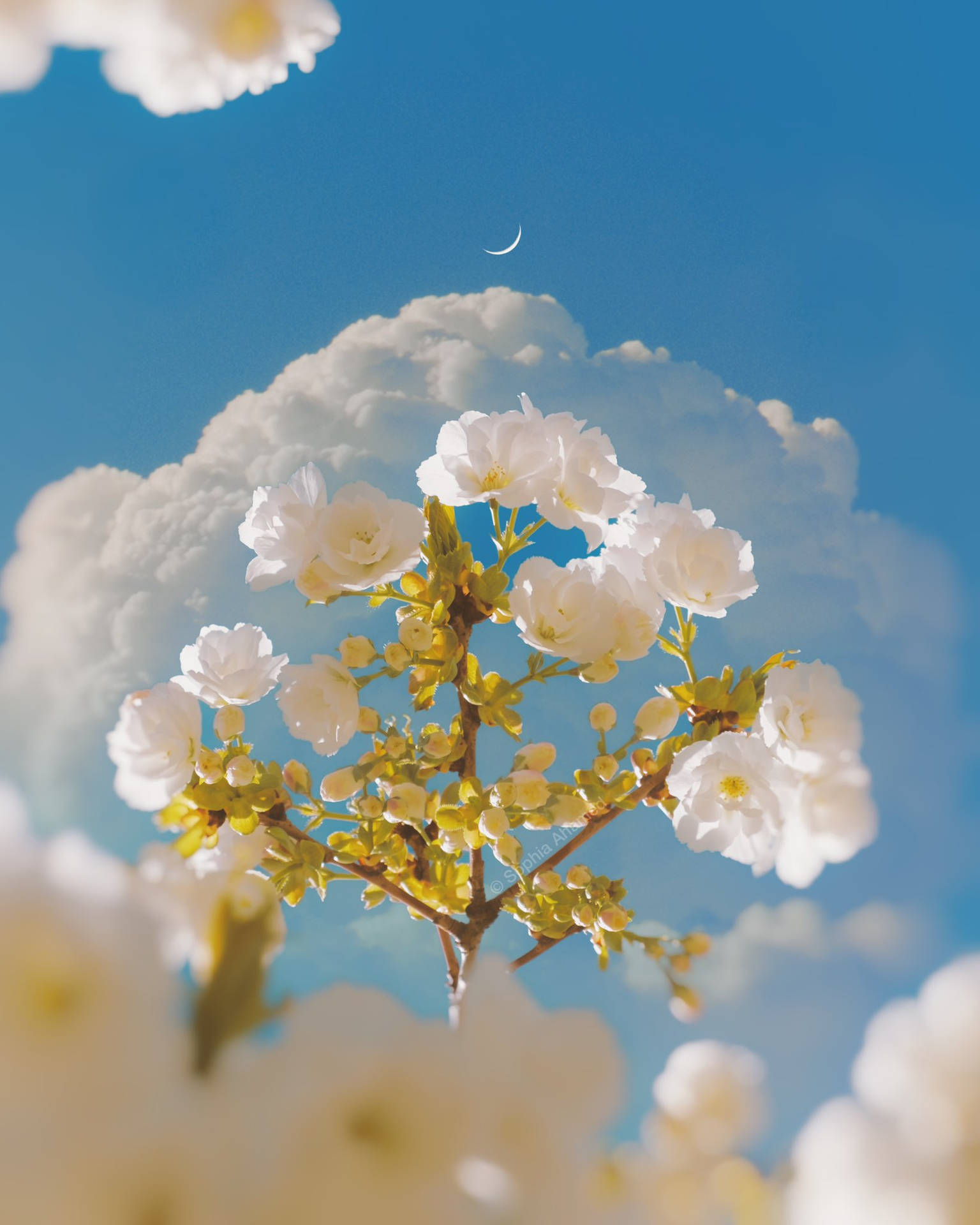 White Flower iPhone Wallpaper