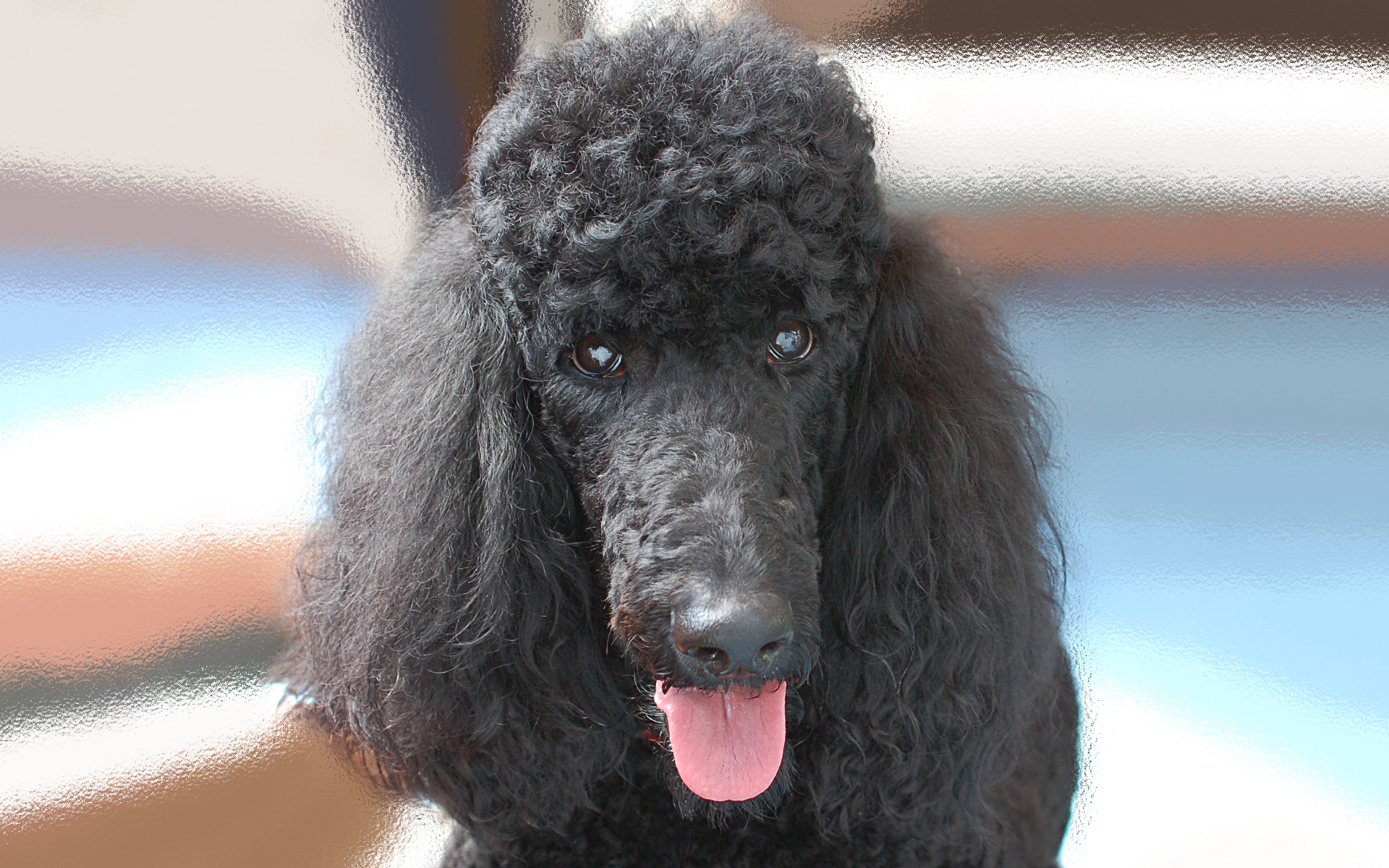 Pics Photos Funny Poodle Dog Multicolored Wallpaper