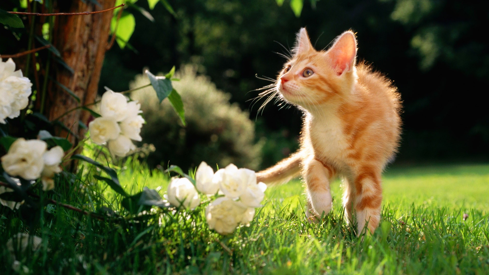 花丛中的小猫小清新手绘风插画图片-千库网